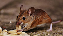 24 Hour & Emergency Exterminators in Loris, SC